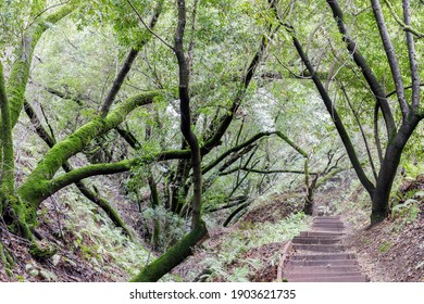 Stairs Crossing California Bay Laurel. Foothills Park, Santa Clara County, California, USA.