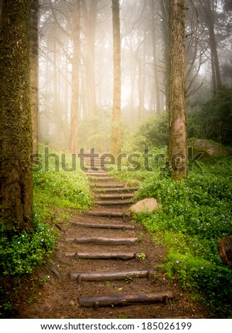stairs going up hillside in forest toward sunset