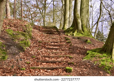 stairs made of stone in the forest 
