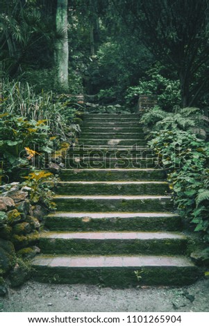 stairs with moss in the middle of a dark forest