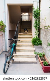 Stairs At Old Greek Apartment Building Entrance With Parked Bicycle And Dog.