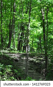 Stairs In The Woods In Palisades Kepler State Park In Mount Vernon, Iowa, USA. 