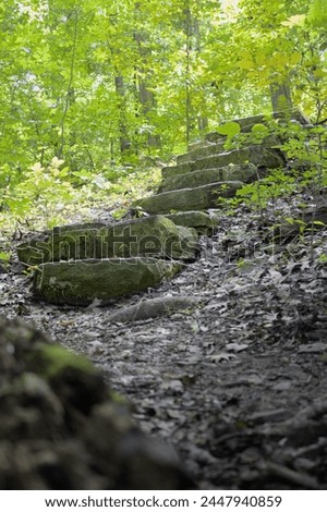 stairway leading up in the forest