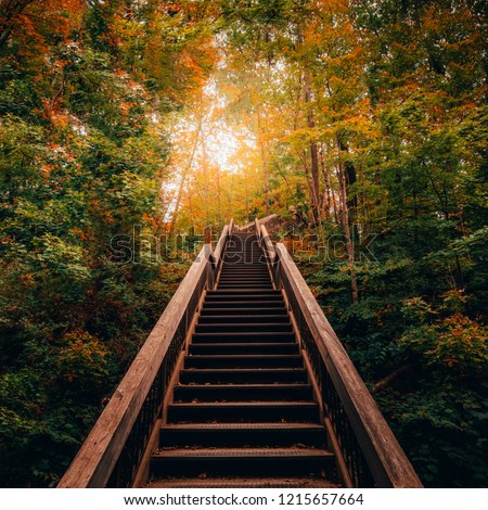 STAIRWAY LEADING TO MAGICAL FOREST SCENE - Beautiful sunlight in forest trees landing on bridge stairs in gorgeous dream-like fall autumn scene. Glowing magic warmth on hiking path. Toronto, Canada