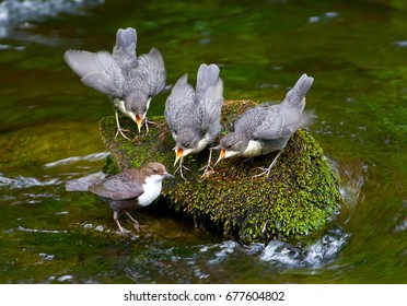 Staling bird family in Sweden