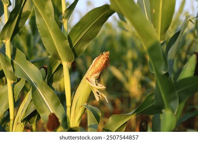 A stalk of corn with a brown tip
