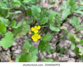 A stalk of rapeseed with yellow flowers against the background of a blurred yellow rapeseed field. Rapeseed flower close up.Landscape of a field of yellow rape or canola flower.Mustard.Flower. - Powered by Shutterstock