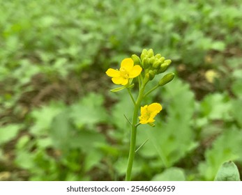 A stalk of rapeseed with yellow flowers against the background of a blurred yellow rapeseed field. Rapeseed flower close up.Landscape of a field of yellow rape or canola flower.Mustard.Flower. - Powered by Shutterstock