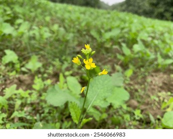 A stalk of rapeseed with yellow flowers against the background of a blurred yellow rapeseed field. Rapeseed flower close up.Landscape of a field of yellow rape or canola flower.Mustard.Flower. - Powered by Shutterstock