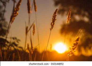 stalk of wheat grass close-up photo silhouette at sunset and sunrise in the summer, nature sun sets yellow background - Powered by Shutterstock