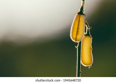     Stalk Of Yellow Pea Pods In The Field With Sunset, Nature Soft Light Blur Filter And Vintage Tone, Selective Focus.