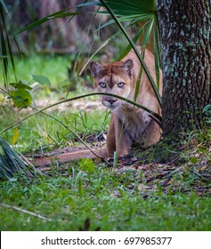 Stalking Behavior Of Florida Panther