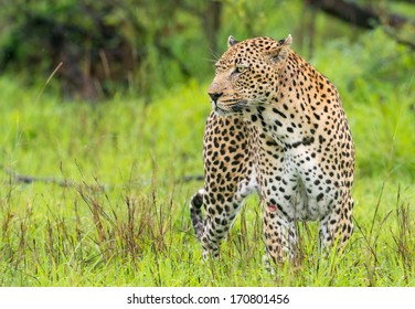 Stalking leopard.