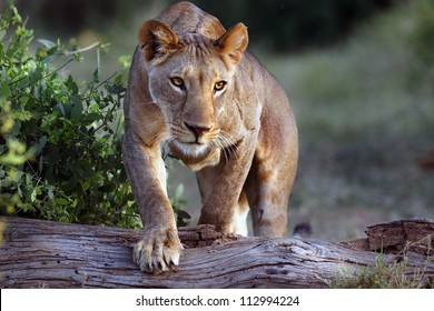 Stalking Lion