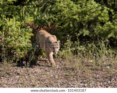 Stalking Mountain Lion