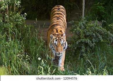 Siberian Tiger Stalking Stock Photo Shutterstock