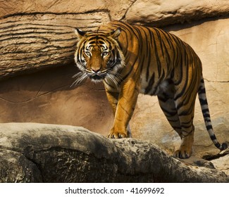 Stalking Tiger