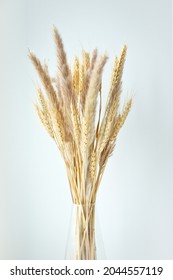 Stalks of dry wheat in transparent glass vase on white background. Wheat spikelets. Image for design and interioir.