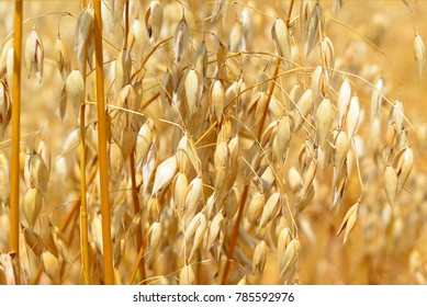 Similar Images, Stock Photos & Vectors of Stalks of oats in the rural ...