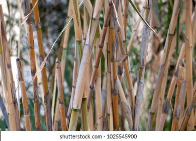 Stalks Of Reeds. Bamboo Stalks.