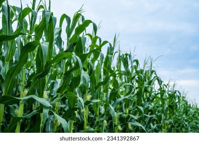 Stalks of tall green unripe corn with a unripe corn. Maize plantation. Corn planting field or cornfield. Agriculture. - Powered by Shutterstock