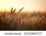 Stalks of wheat in a field at golden hour, shallow depth of field.