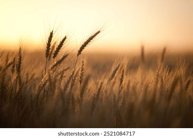 Stalks of wheat in a field at golden hour, shallow depth of field. - Powered by Shutterstock