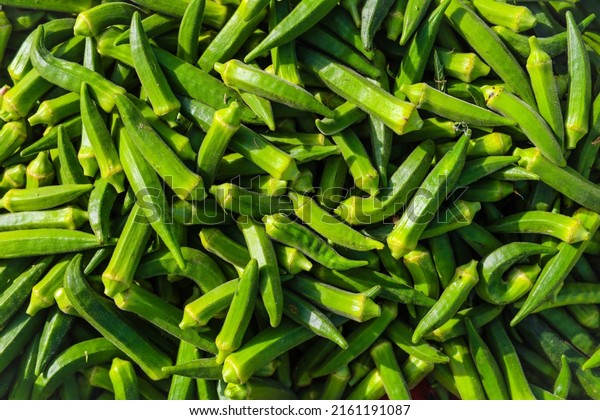 Stall of of\
Okra.Lady fingers. Lady Fingers or Okra vegetable stall in farm.\
Plantation of natural okra.Fresh okra vegetable. Lady fingers\
field.With Selective Focus on the\
Subject.