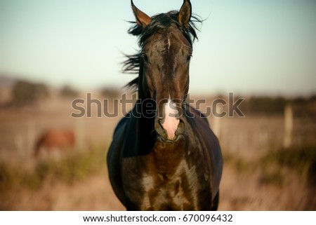 Stallion