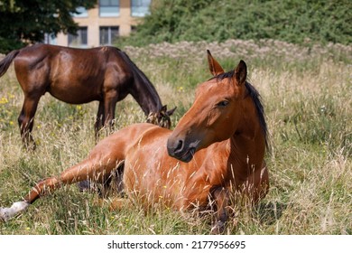 A stallion horse lying in grass raises his head. Another horse grazes on grass in the background blurred.