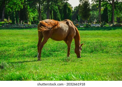 Stallion horse on the field