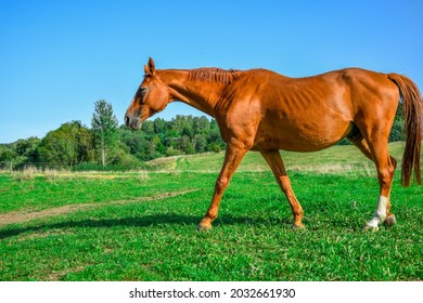 Stallion horse on the field