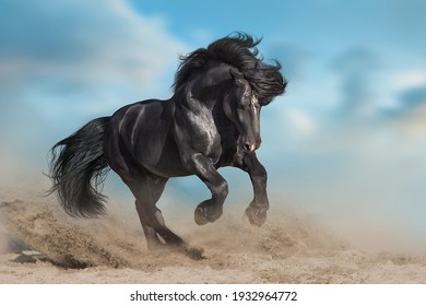 Stallion with long mane run fast against dramatic sky in dust