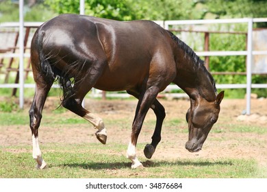 stallion walking in the paddock
