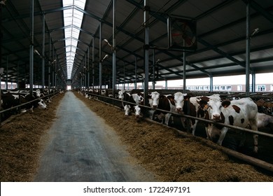 stalls of a modern barn with cows and rows of special feed
