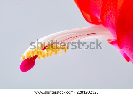 Similar – Image, Stock Photo droplet stamp Life Plant