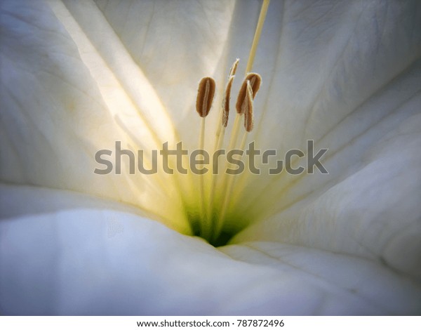 Stamen Part Flower Flowering Plants Male Stock Photo Edit Now 787872496