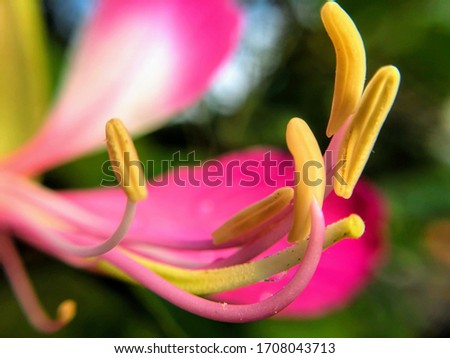 The stamen (plural stamina or stamens) is the pollen-producing reproductive organ of a flower. Collectively the stamens form the androecium.
