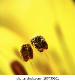 Stamens