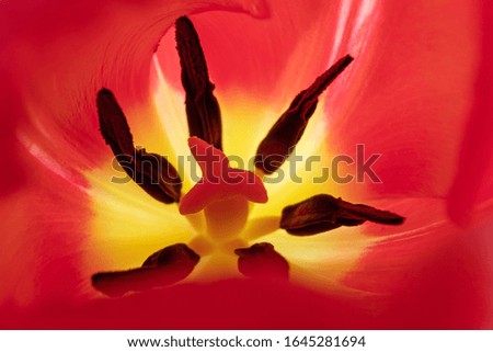 Similar – Close-Up Details Of Pink Tulip Flower