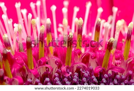 Stamens of a pink flower. Pink flower stamens. Flower stamens in macro. Pinky flower stamens