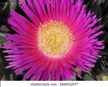 Stamens, Pistils, Petals ..... Androecium And Gynoecium. Lion's Claw