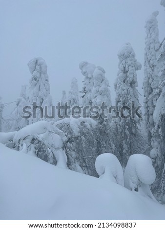 Stamp trees in the mountains of the Northern Urals