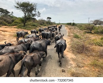 Stampede Of Water Buffalo