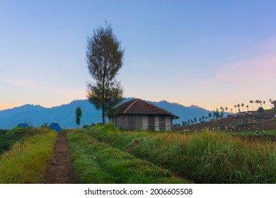 A Stand Alone House In The Middle Of A Plantation