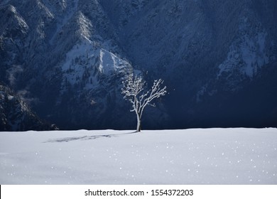 A Stand Alone Image Of A Snow Covered Tree Amidst Snowy Landscape In Auli, Uttarakhand, India. 