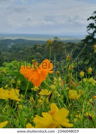stand alone orange among yellow flowers