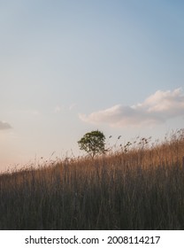 Stand Alone Tree Around Wild Grass