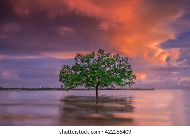 Stand Alone Tree, Darwin NT Australia