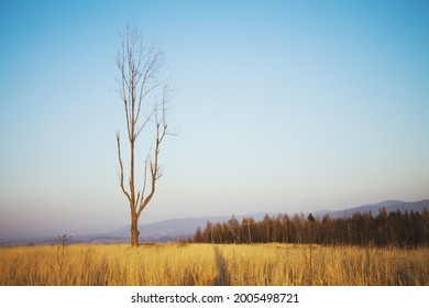 Stand Alone Tree During Sunset